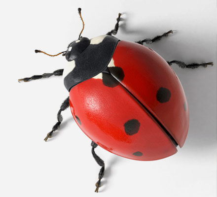 servizio illustrazioni 3d coccinella