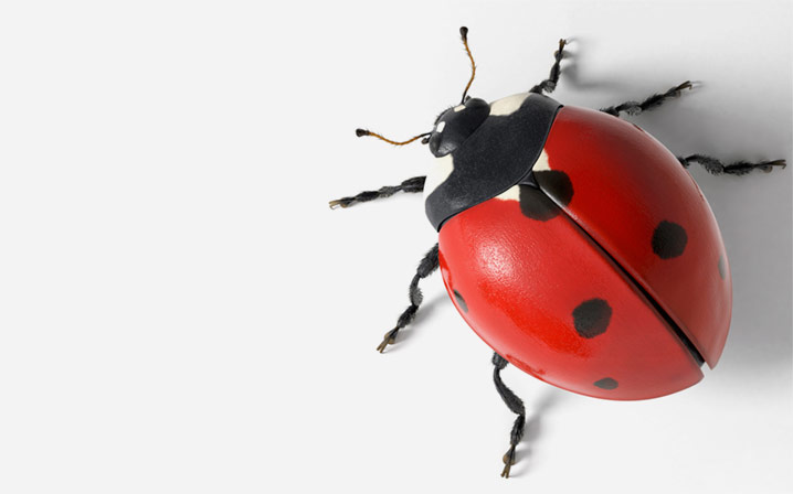 servizio illustrazioni 3d coccinella